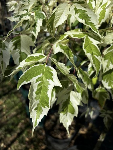 acer negundo flamingo 120